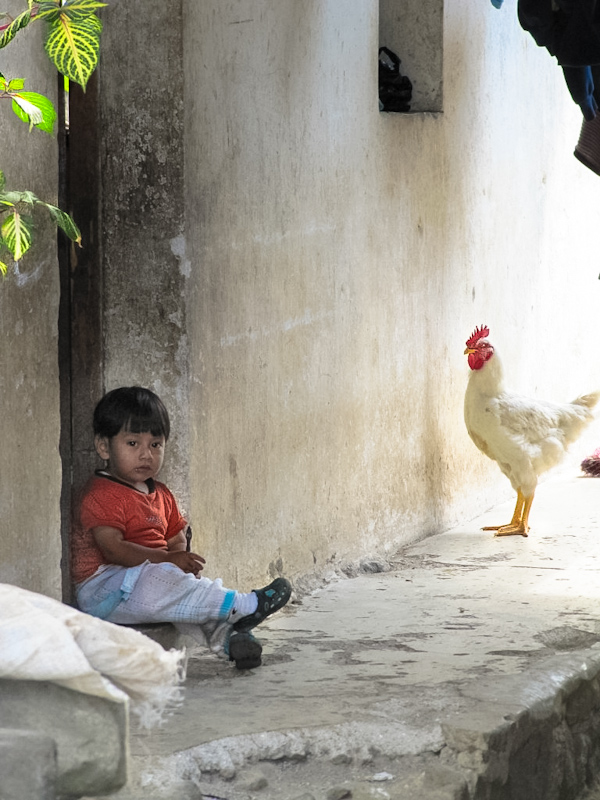 boy with chicken Guatemala: travel photo