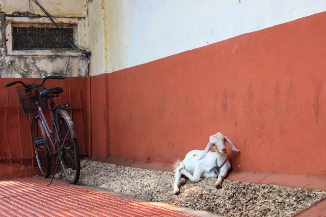Travel the World: Goat and bicycle in Fort Cochin, Kerala