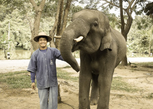 Thailand Elephant Art Gallery 