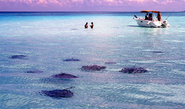 stingray city cayman islands