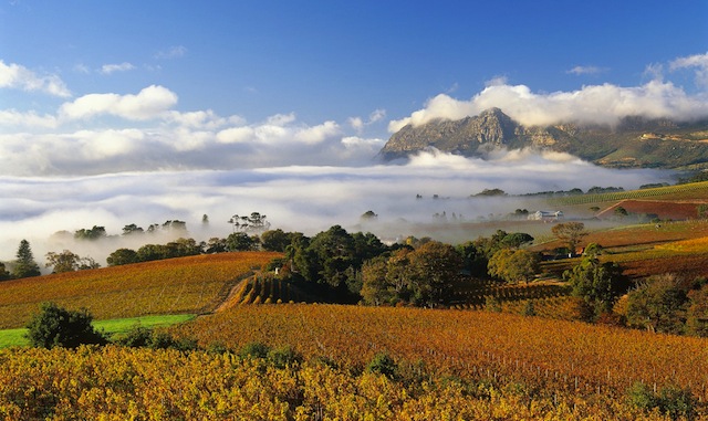 Cape Town Vineyards