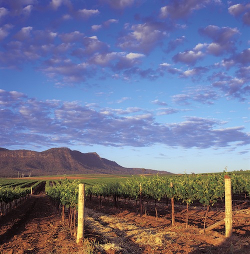 Vineyard at sunrise, Lower Hunter Valley, New South Wales, Australia.