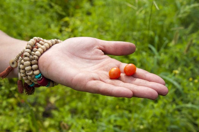 Garces mini tomatoes in hand