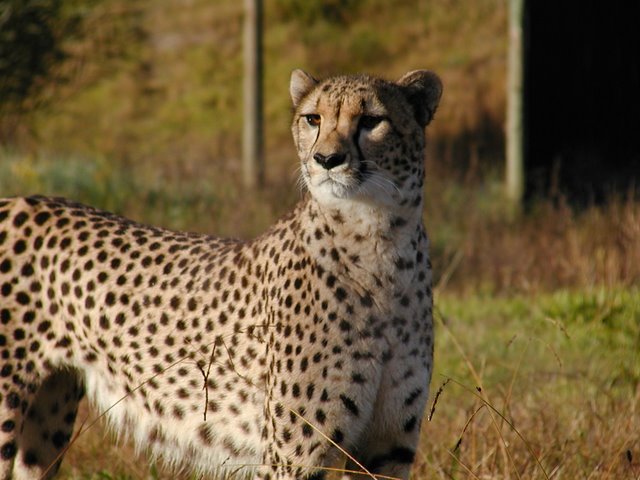 Savannah Cheetah Outreach