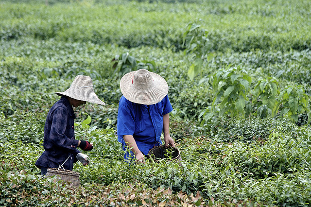 picking green tea longjing china