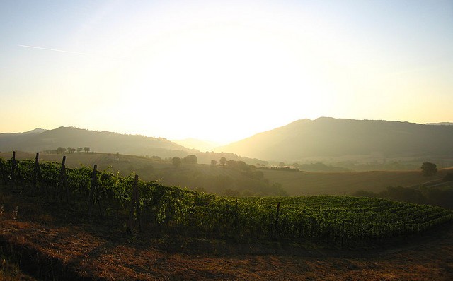 umbria vineyard
