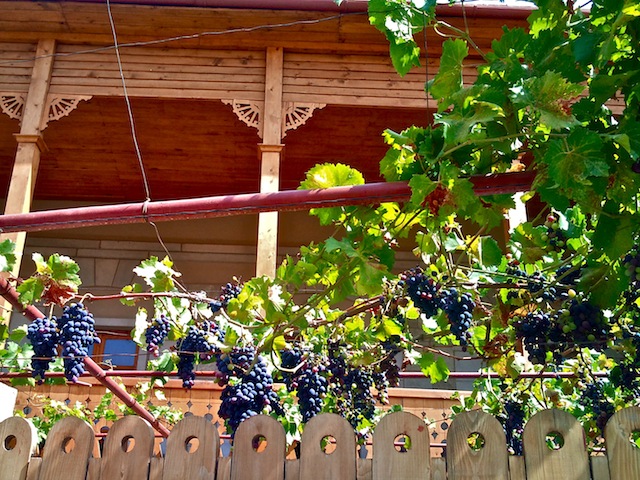 Grapes in Mtskheta
