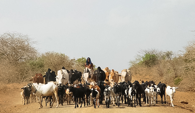 Pastoralism in eastern Kenya 