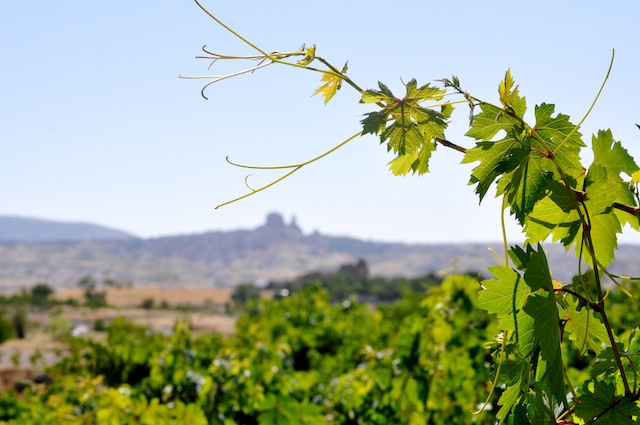 Cappadocia Wine