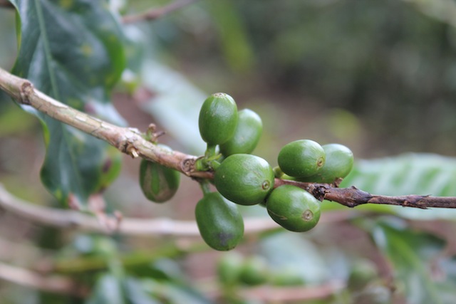 Green Coffee Beans - Doka Coffee Estate Costa Rica