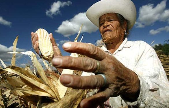 mexico farmer