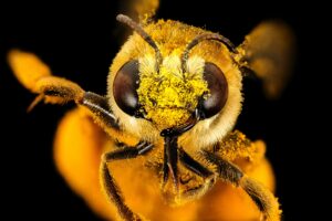 Best ways to help save the bees