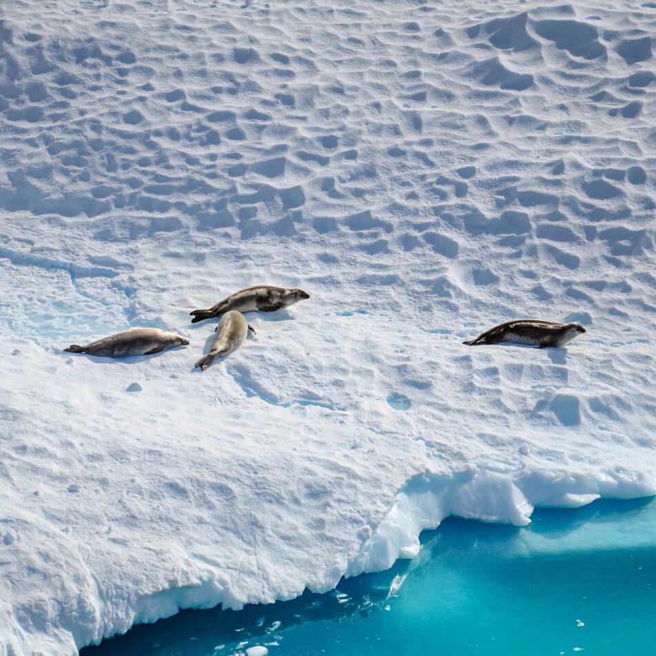 The Penguin Counters: A Love Affair with Antarctica and its Precious..