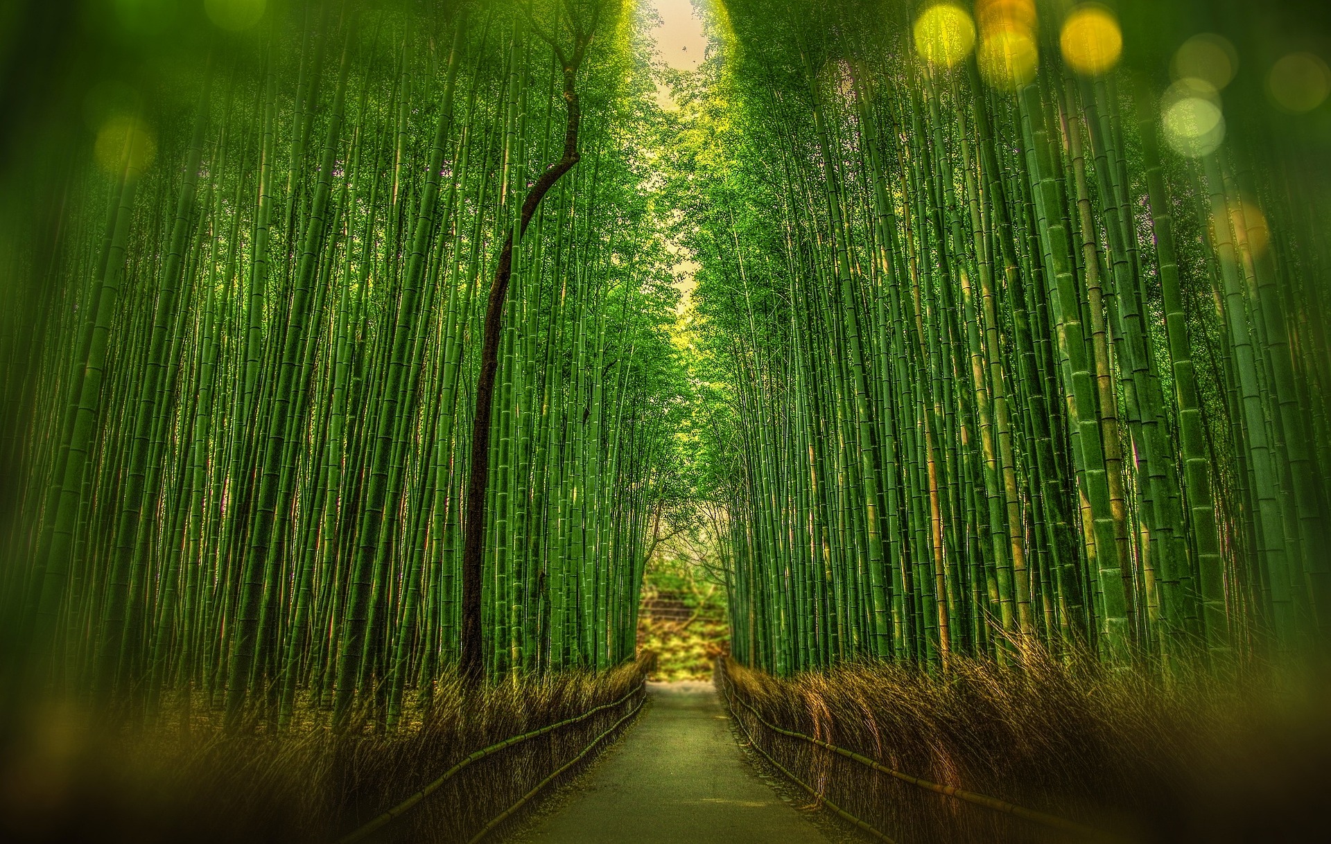 Arashiyama bamboo grove - undiscovered kyoto